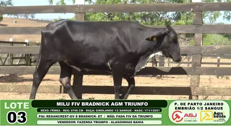 MILU FIV BRADNICK AGM TRIUNFO