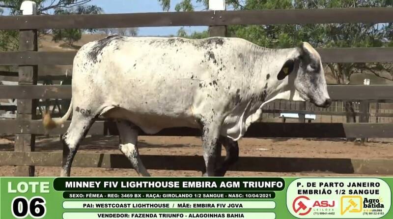 MINNEY FIV LIGHTHOUSE EMBIRA AGM TRIUNFO