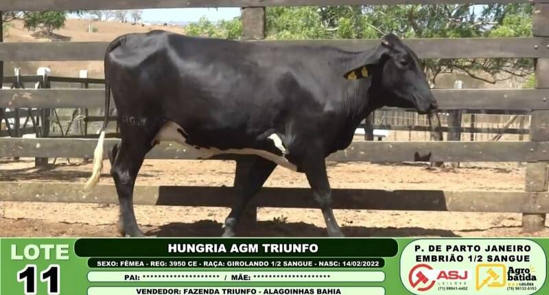 HUNGRIA AGM TRIUNFO