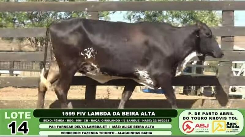 1599 FIV LAMBDA DA BEIRA ALTA