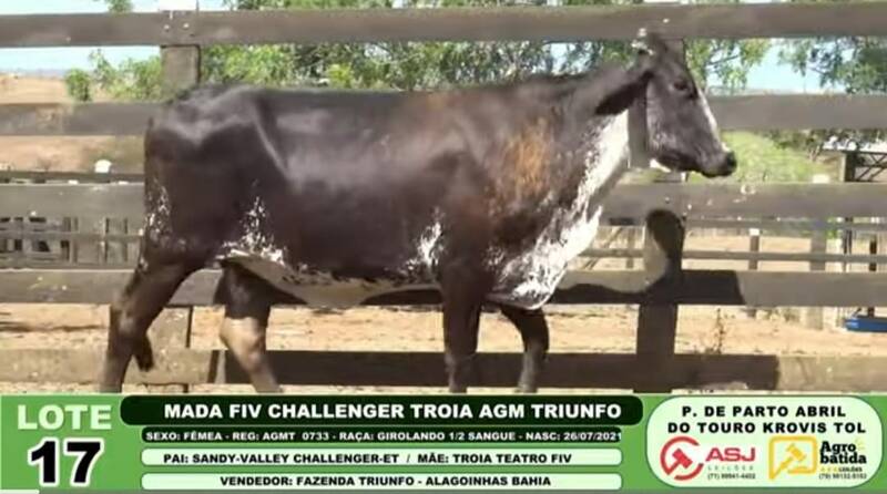 MADA FIV CHALLENGER TROIA AGM TRIUNFO