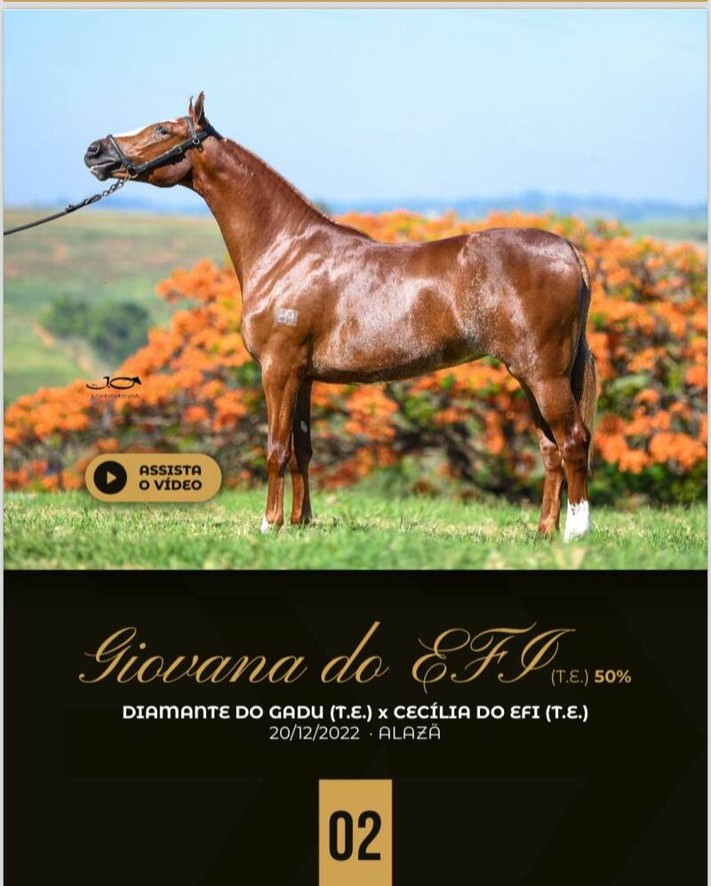 (50.0%) GIOVANA DO EFI (T.E)