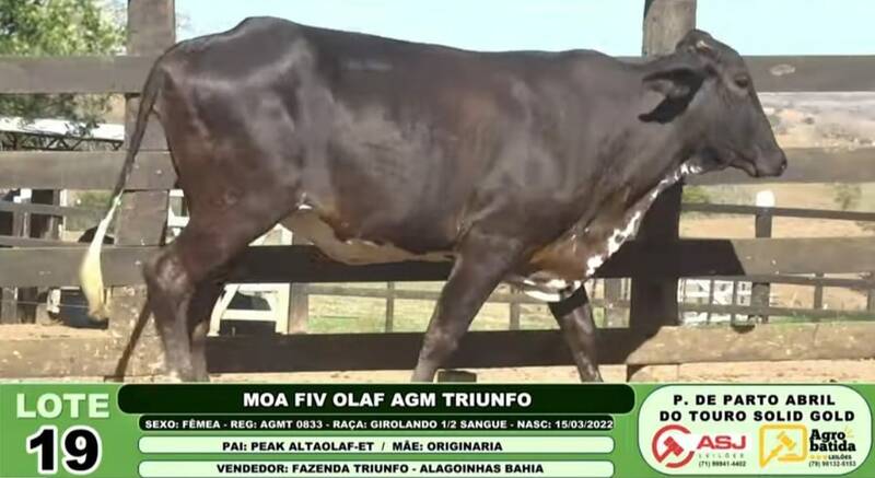 MOA FIV OLAF AGM TRIUNFO