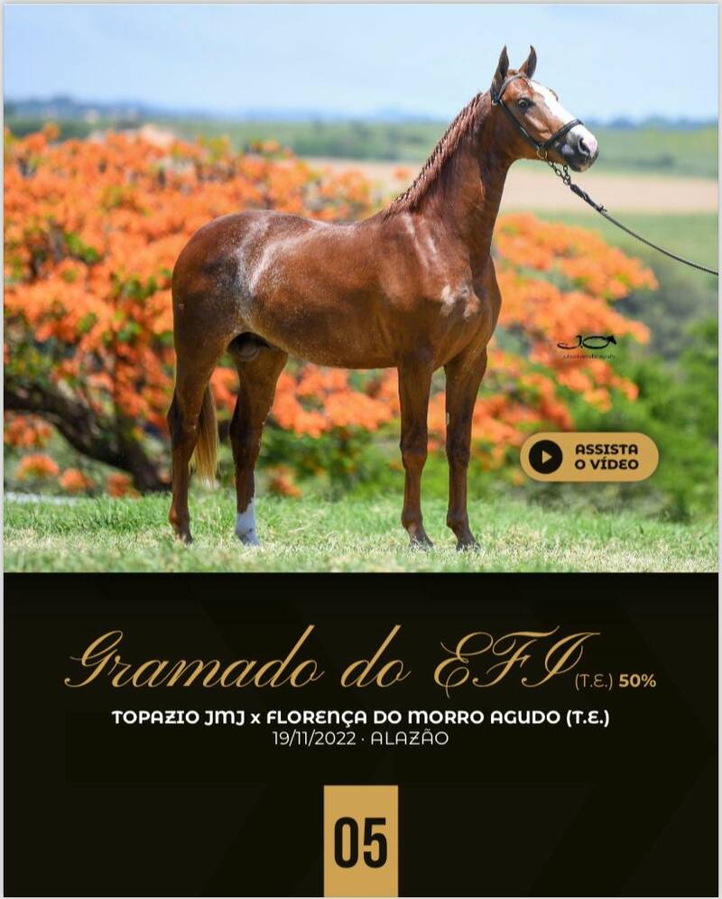 (50.0%) GRAMADO DO EFI (T.E)