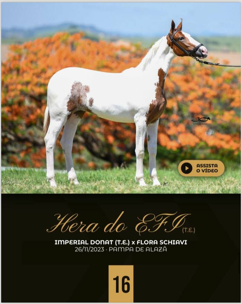 HERA DO EFI (T.E)
