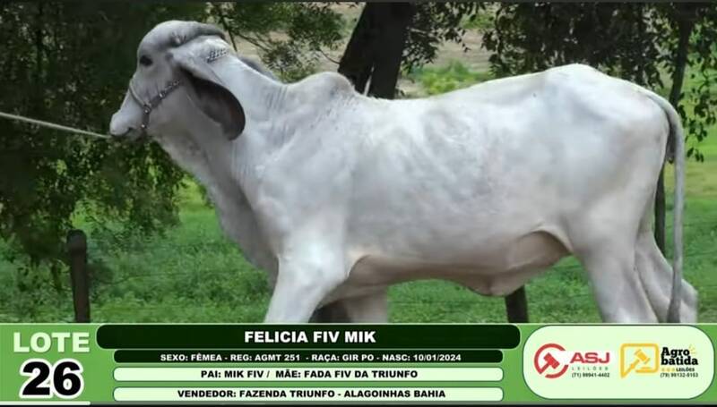 FELICIA FIV MIK