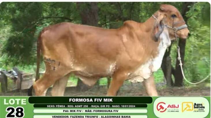 FORMOSA FIV MIK