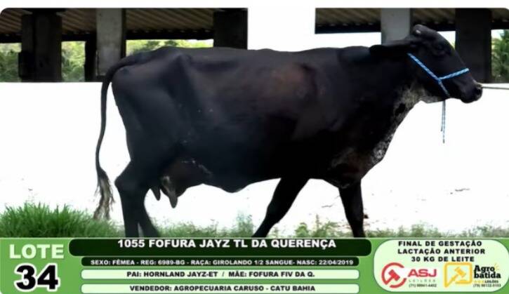 1055 FOFURA JAYZ TL DA QUERENÇA