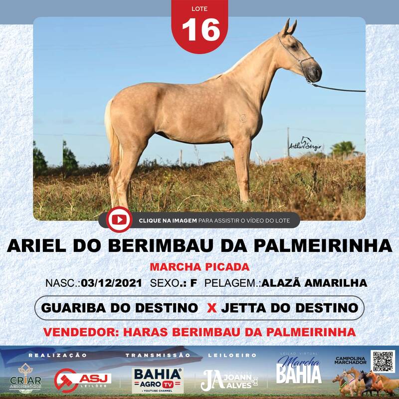 ARIEL DO BERIMBAU DA PALMEIRINHA