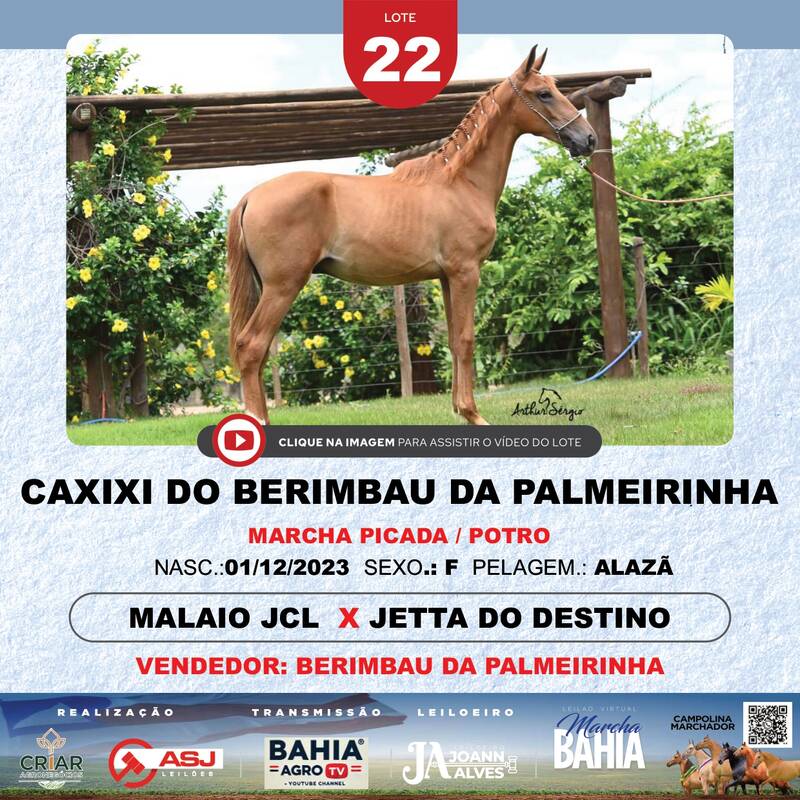 CAXIXI DO BERIMBAU A PALMEIRINHA