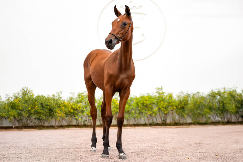 EQUICENTER KAKA