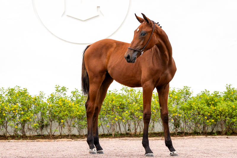 EQUICENTER KAKA