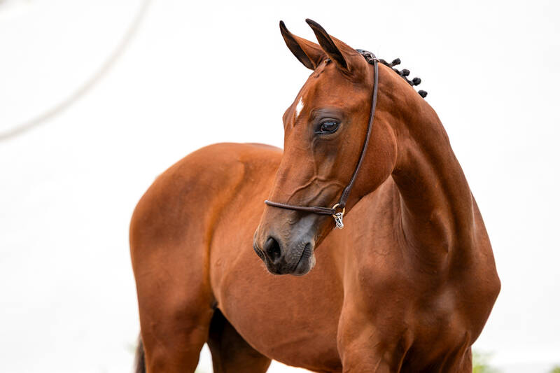 EQUICENTER KAKA