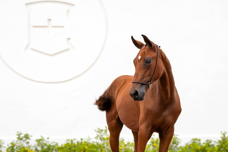 EQUICENTER KAKA