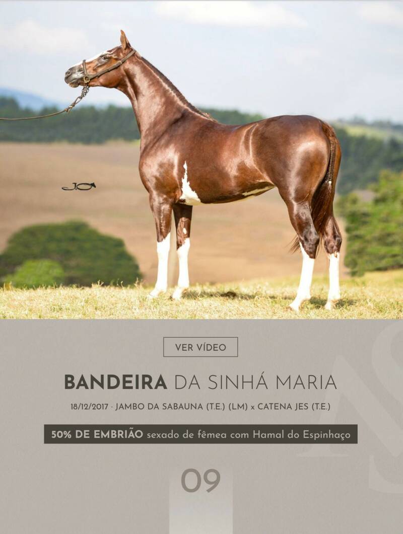 Foto (50.0%) EMBRIÃO BANDEIRA DA SINHÁ MARIA X HAMAL DO ESPINHAÇO ( SEXADO DE FÊMEA )