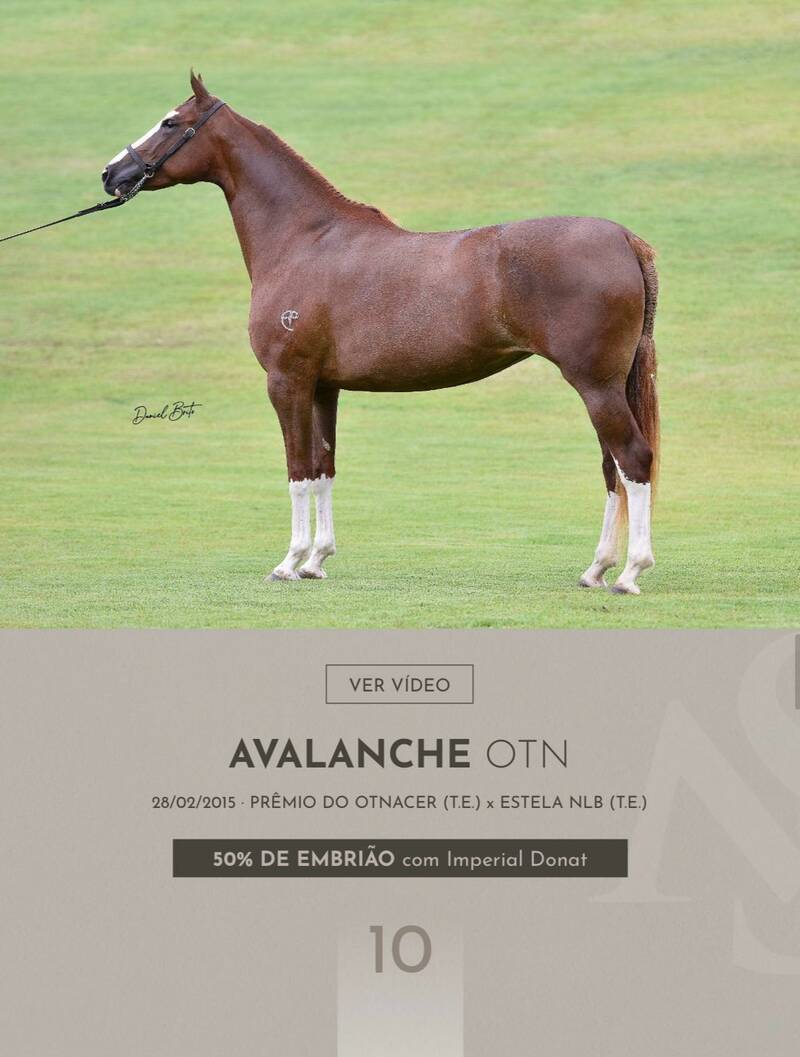 Foto (50.0%) EMBRIÃO AVALANCHE OTN X IMPERIAL DONAT