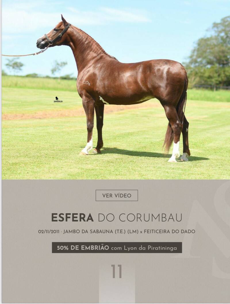 Foto (50.0%) EMBRIÃO ESFERA DO CORUMBAU X LYON DA PIRATININGA