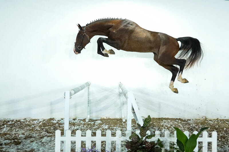 HPH CHACCO OLYMPIC TRV