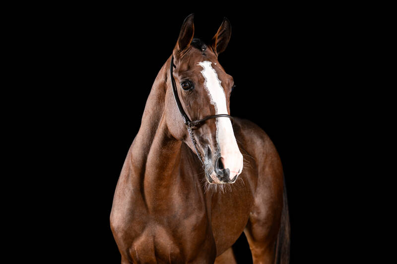HPH CHACCO OLYMPIC TRV