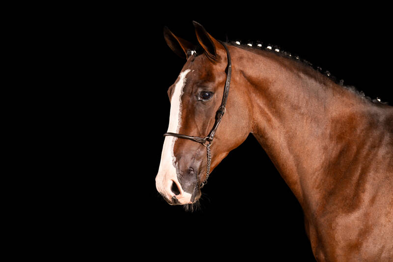 HPH CHACCO OLYMPIC TRV
