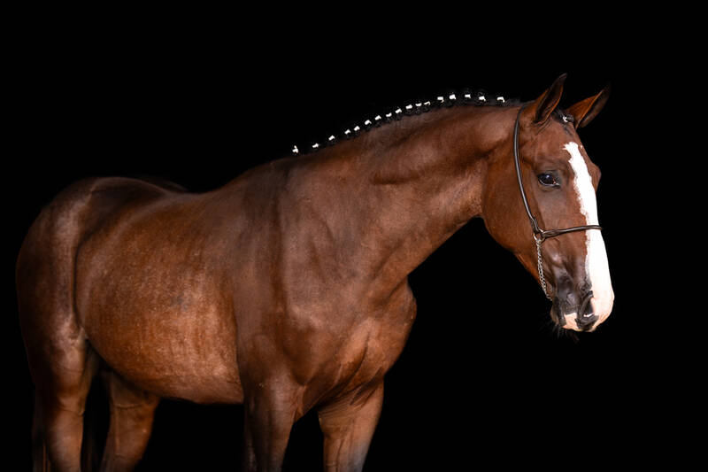 HPH CHACCO OLYMPIC TRV