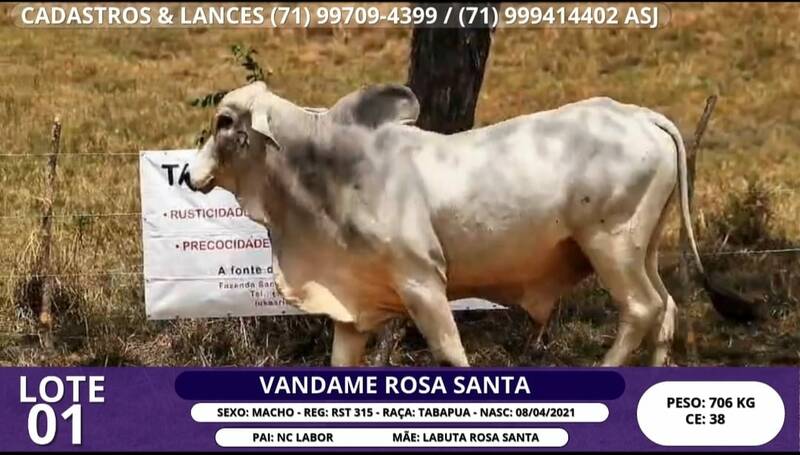 Foto VANDAME ROSA SANTA