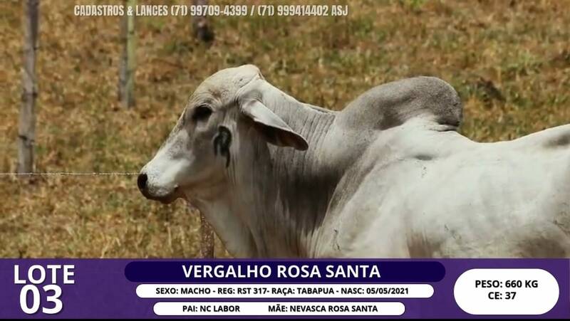 Foto VERGALHO ROSA SANTA
