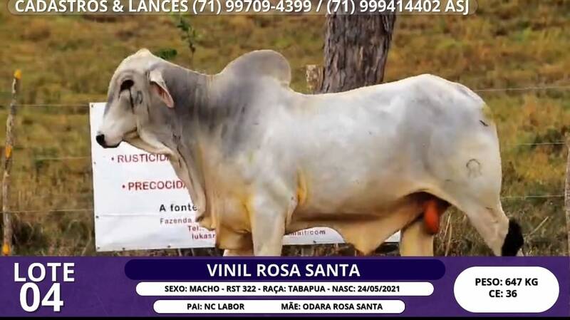 Foto VINIL ROSA SANTA