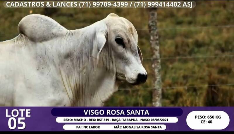 Foto VISGO ROSA SANTA