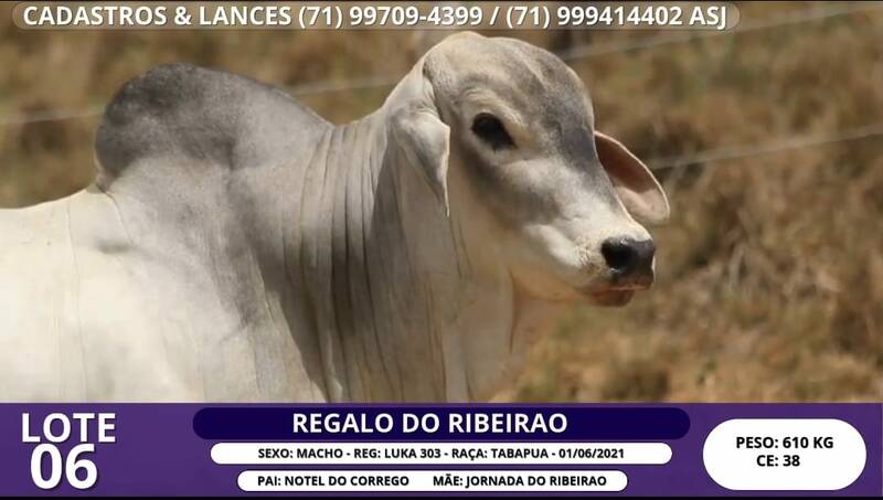 Foto REGALO DO RIBEIRAO