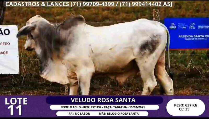 Foto VELUDO ROSA SANTA