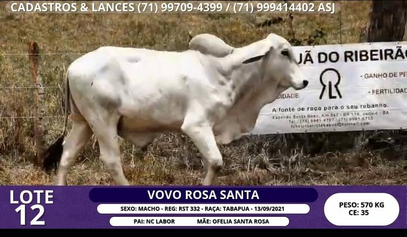 Foto VOVO ROSA SANTA