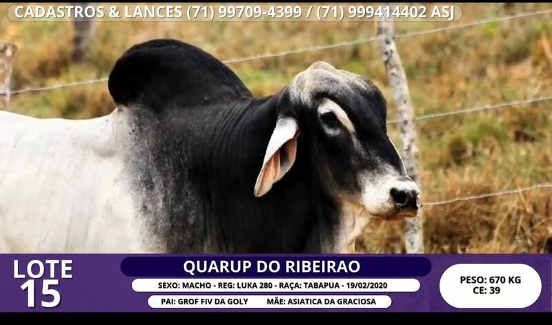 Foto QUARUP DO RIBEIRAO