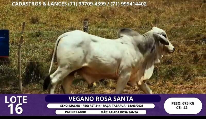Foto VEGANO ROSA SANTA