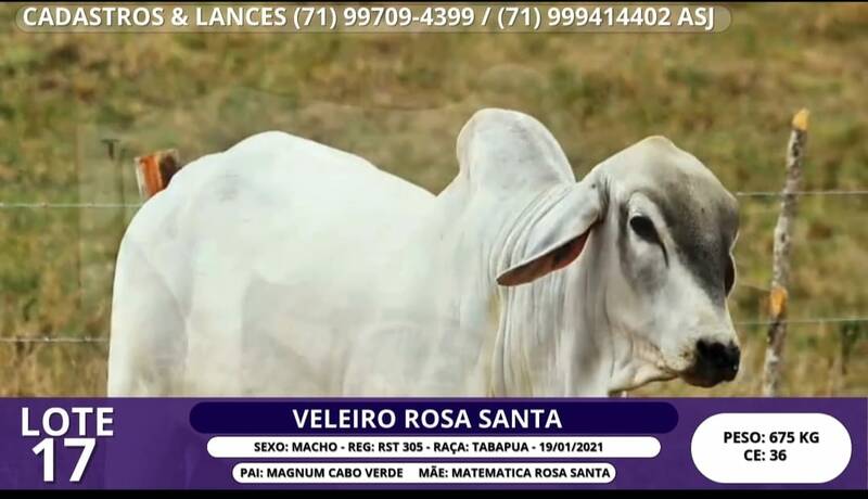 Foto VELEIRO ROSA SANTA