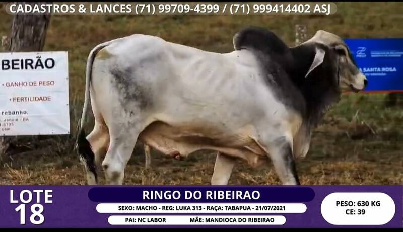 Foto RINGO DO RIBEIRAO