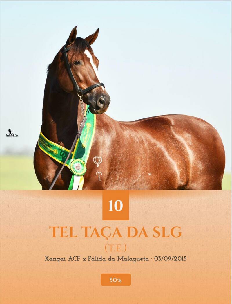Foto (50.0%) TEL TAÇA DA SLG (T.E.0