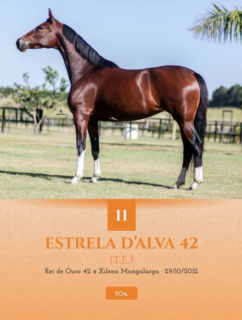 Foto (50.0%) ESTRELA D’ALVA 42 (T.E.)