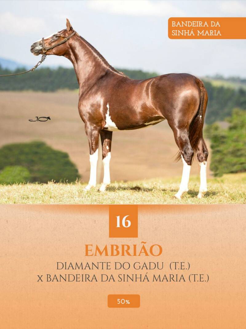 Foto (50.%) EMBRIÃO DIAMANTE DO GADU (T.E.) X BANDEIRA DA SINHÁ MARIA (T.E.)