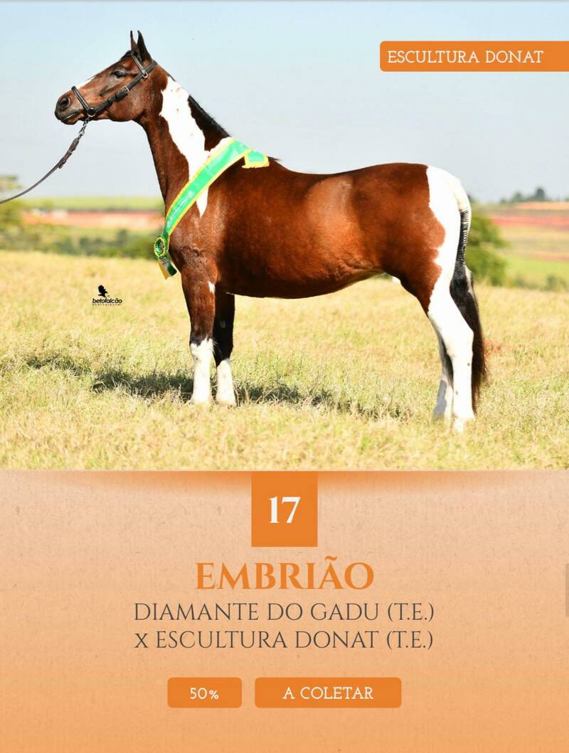 Foto (50.0) EMBRIÃO DIAMANTE DO GADU (T.E.) X ESCULTURA DONAT (T.E.) ( A COLETAR )