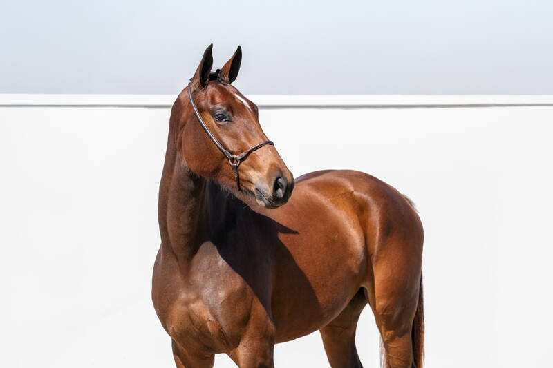 CHACOON BLUE X CHARENTES V/D BRAEMBEIER Z (CONTHARGOS)