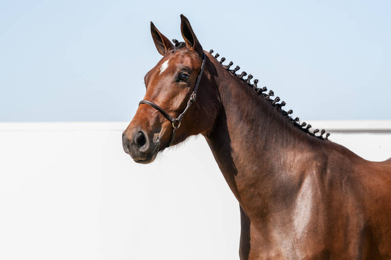 CHACOON BLUE X CHARENTES V/D BRAEMBEIER Z (CONTHARGOS)
