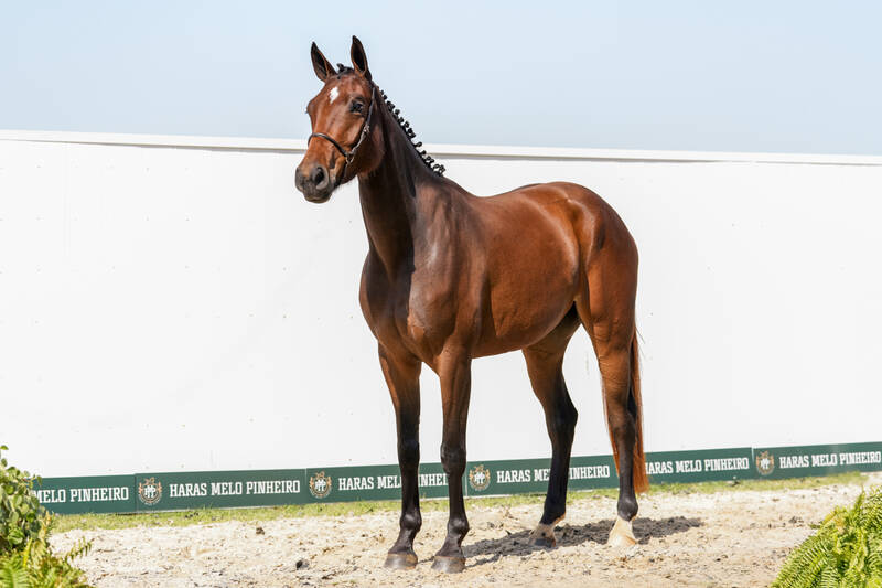CHACOON BLUE X CHARENTES V/D BRAEMBEIER Z (CONTHARGOS)