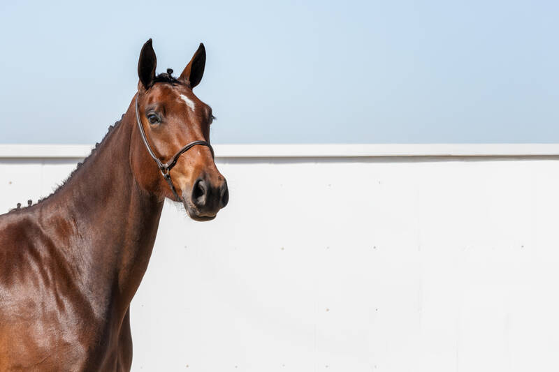 CHACOON BLUE X CHARENTES V/D BRAEMBEIER Z (CONTHARGOS)