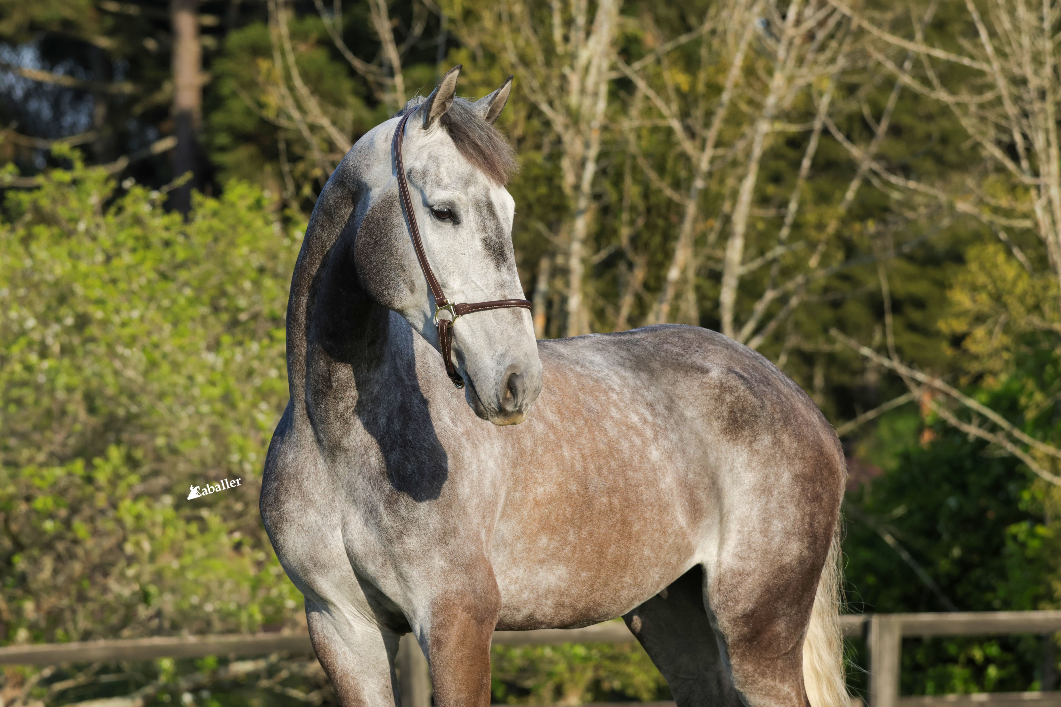 GREAT BLUE CEQUIPEL