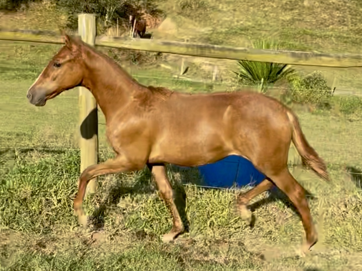 ELEGÂNCIA CENTRAL DO MARCHADOR