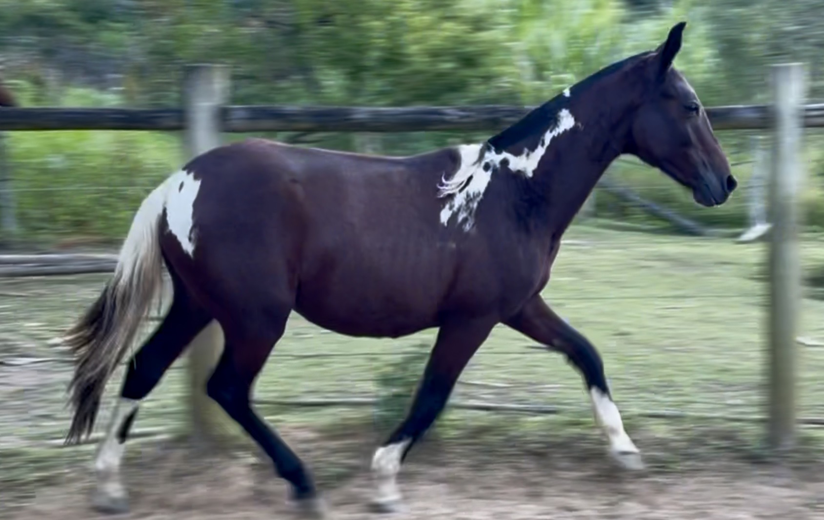 Foto ESSÊNCIA CENTRAL DO MARCHADOR