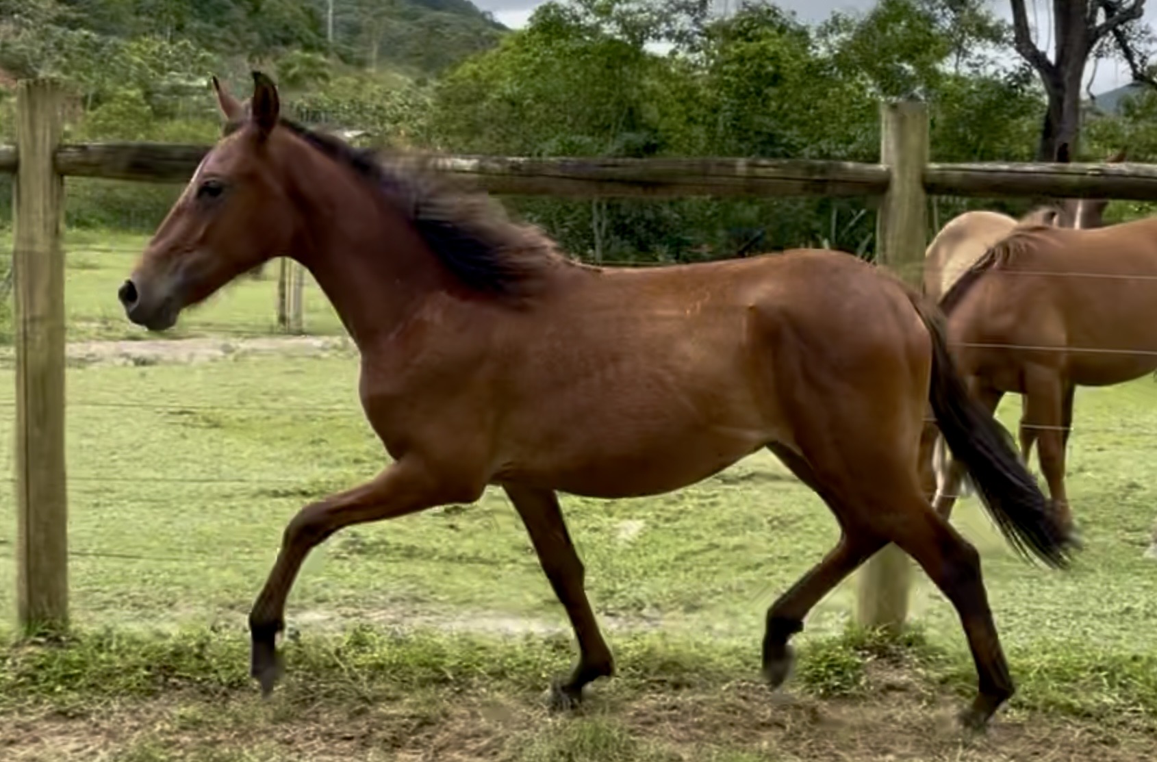 Foto ELEGANTE CENTRAL DO MARCHADOR