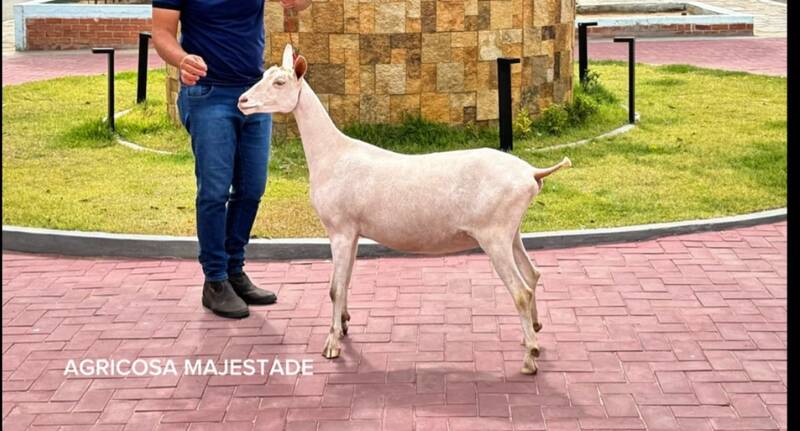 Foto ACRICOSA MAJESTADE