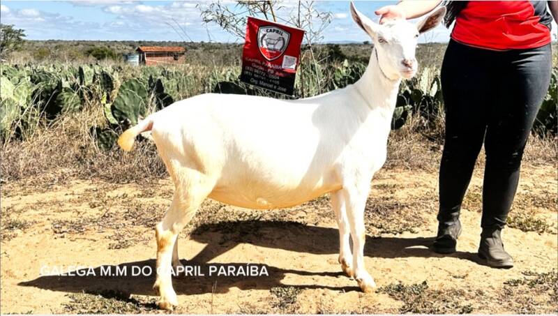 Foto GALEGA M.M DO CAPRIL PARAIBA